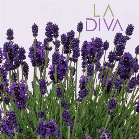 diva lavender